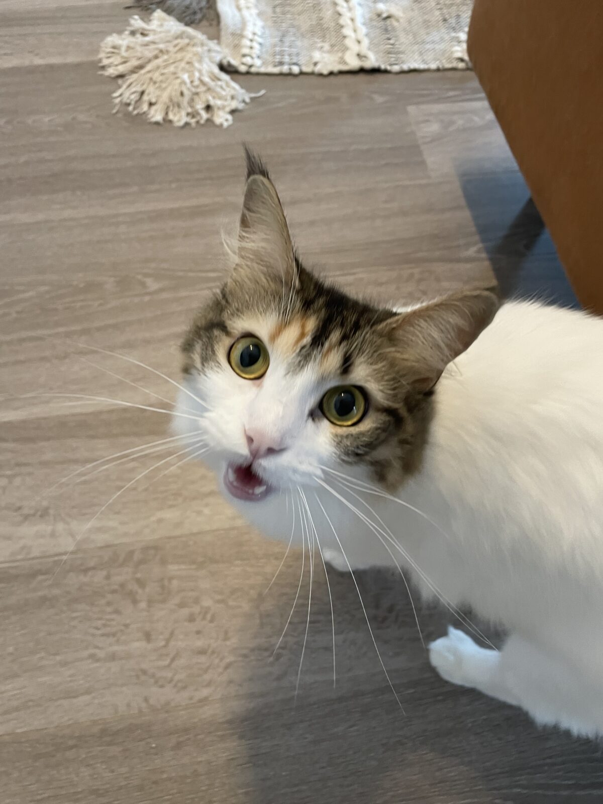 【習志野市】こぐまくん、にゃむちゃんのお世話報告