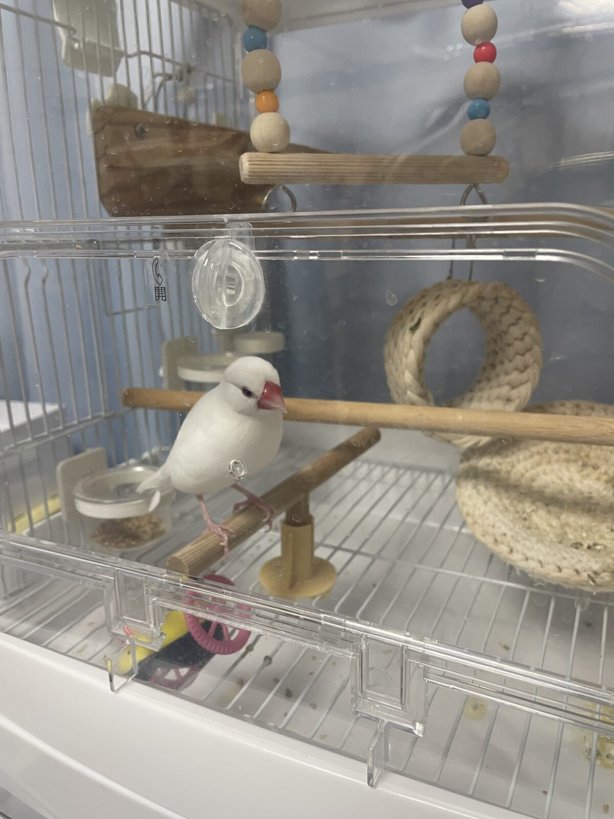 【船橋市・小鳥】ゆきちゃん、ごまちゃんのお世話報告