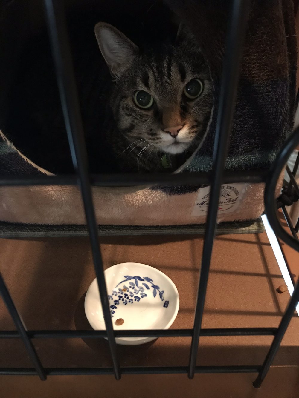 佐倉市のたらちゃんストラバイト発見！