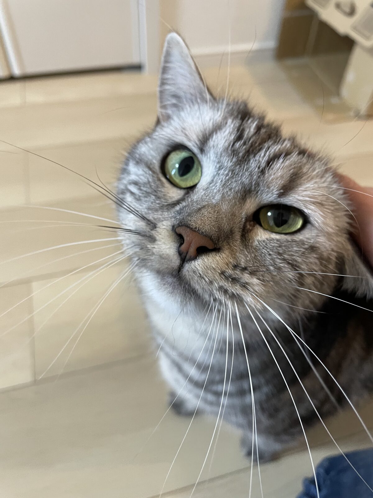 【船橋市】ねーこちゃんのお世話報告