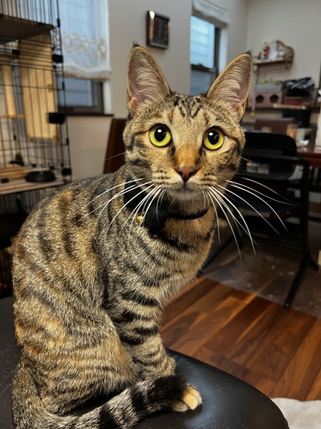 ペットシッター　箕面市　キジ猫のみやこちゃん