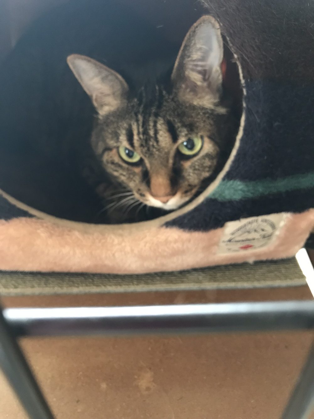 佐倉市のたらちゃん今日も眠い様子(ΦωΦ)