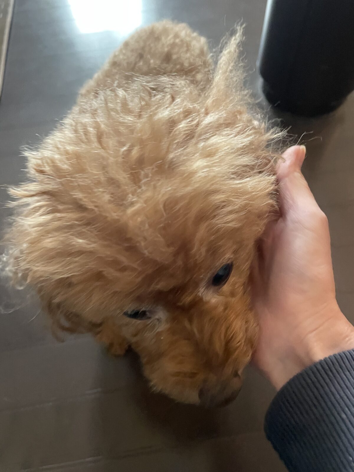 【船橋市】ノエルちゃんのお世話報告