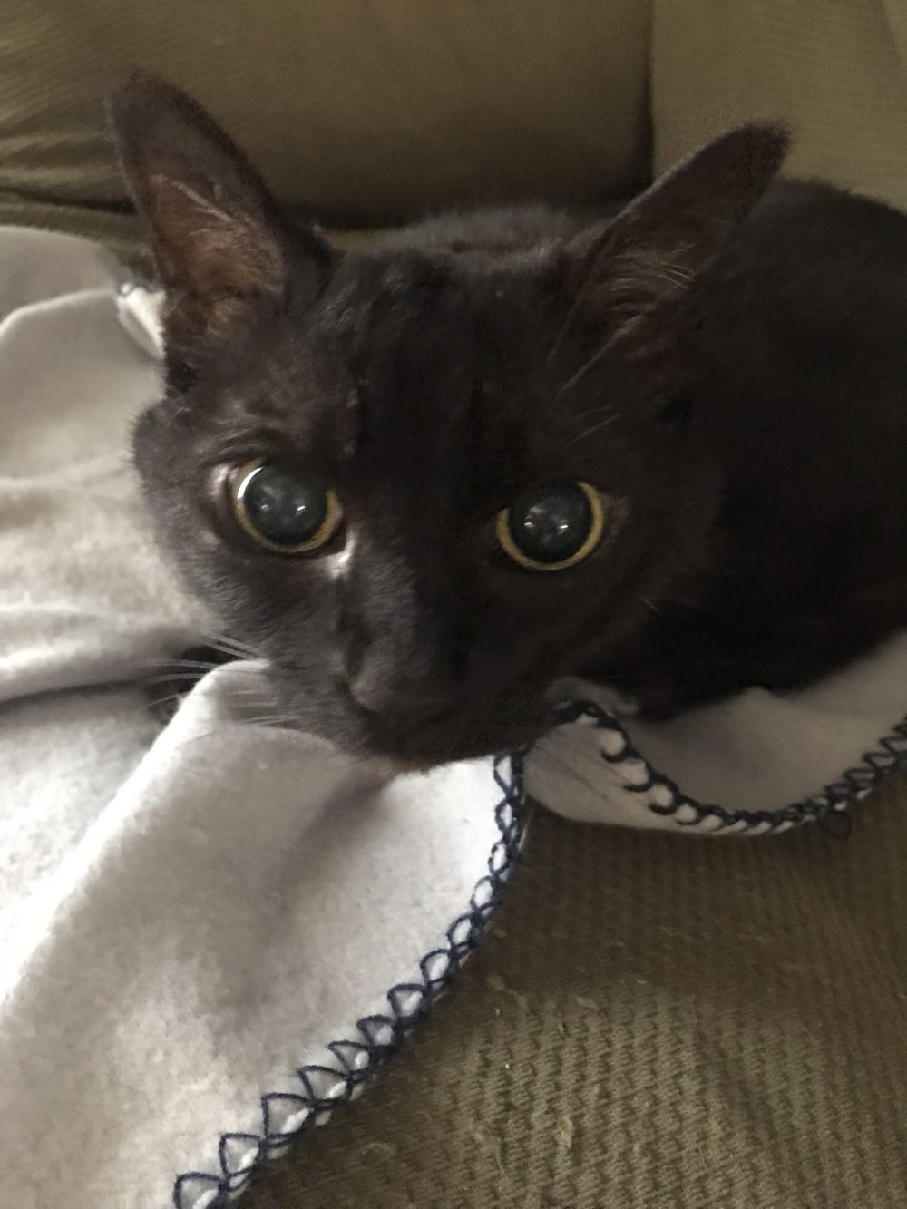 船橋市の15歳みるくちゃんまったりお留守番(ΦωΦ)