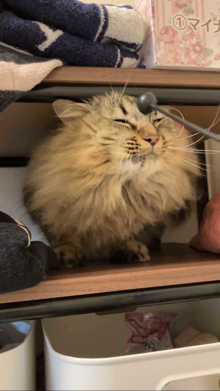 秦野市 ぶあちゃん リピートのご依頼