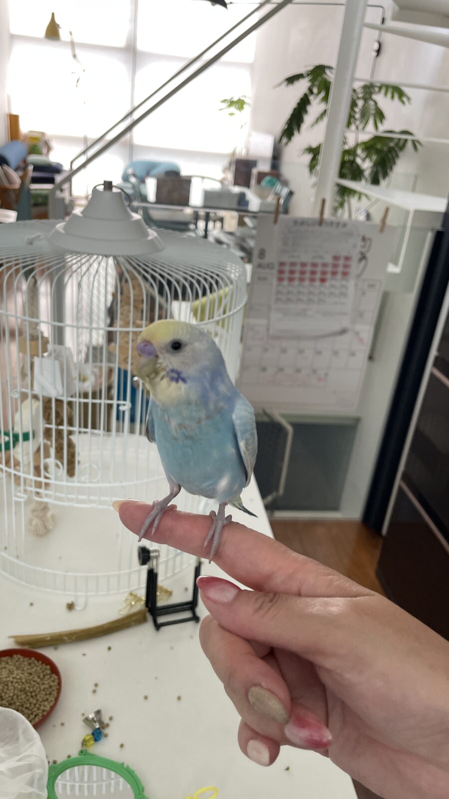✨初めましてのお友達🦜