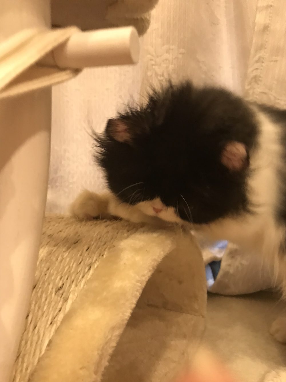 船橋市のぽて丸君、お留守番が板についてきた？？？