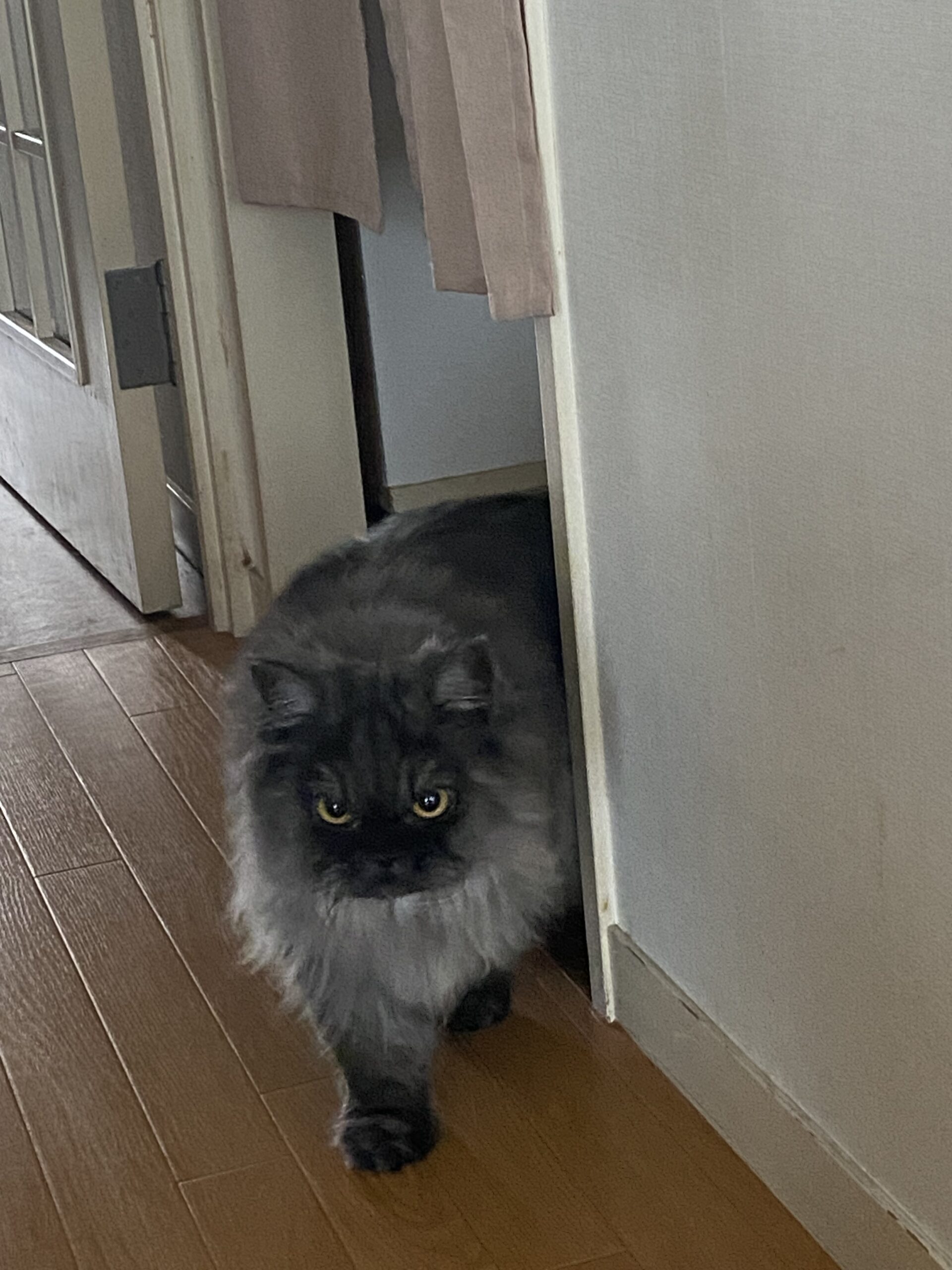 お世話日記 麻生区　ビビくん　ポポちゃん