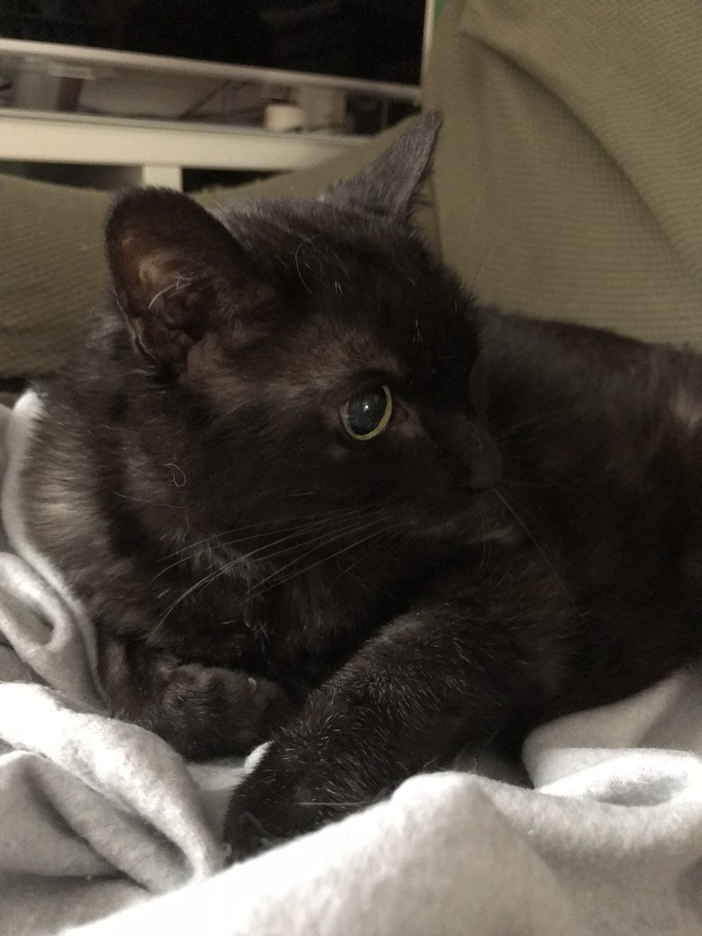 船橋のみるくちゃん日向ぼっこもするよ(*^▽^*)