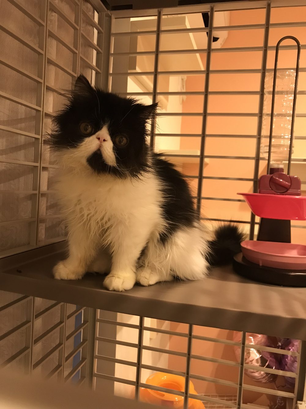 船橋市のぽて丸君ごはんのお残しが(ΦωΦ)