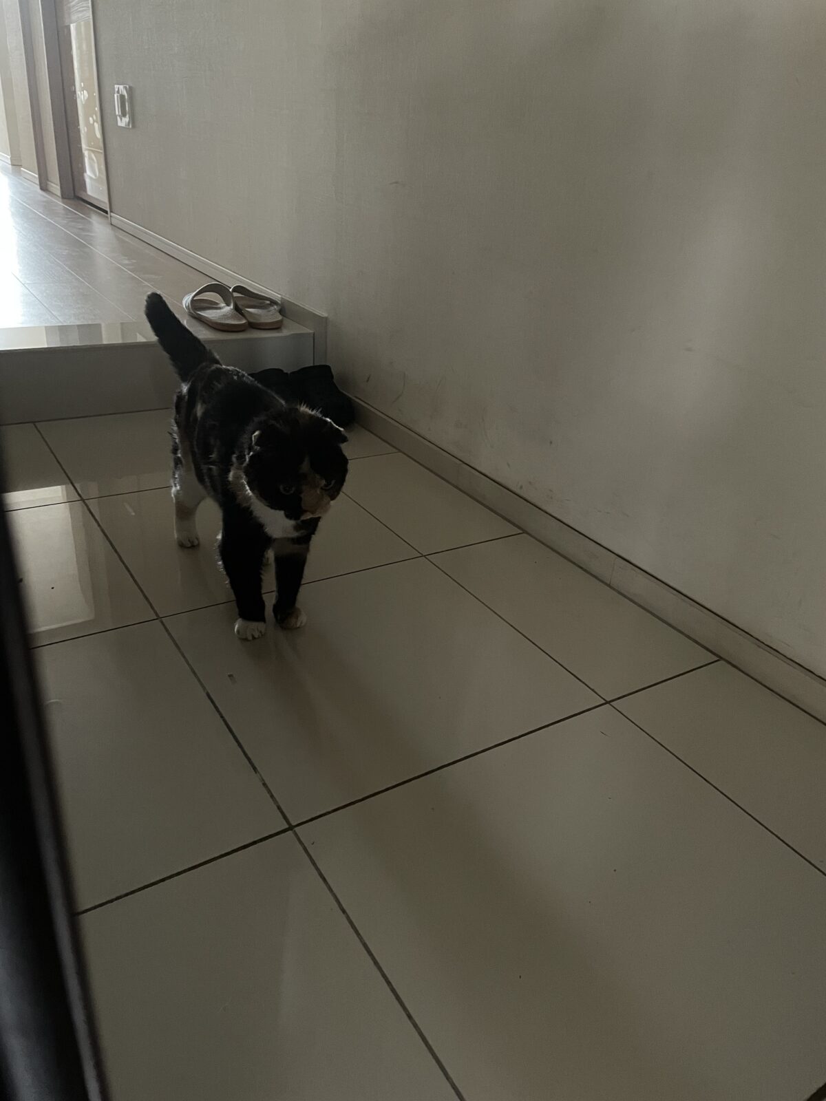 【習志野市】モリーちゃんのお世話報告