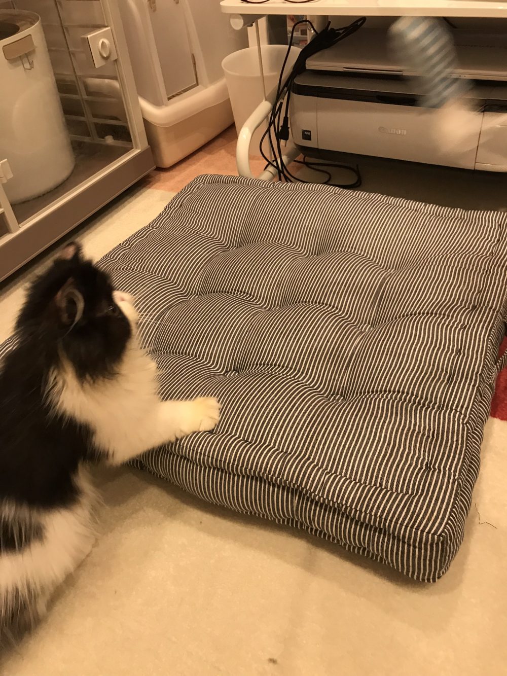 船橋市のぽて丸君ついに？？(; ･`д･´)