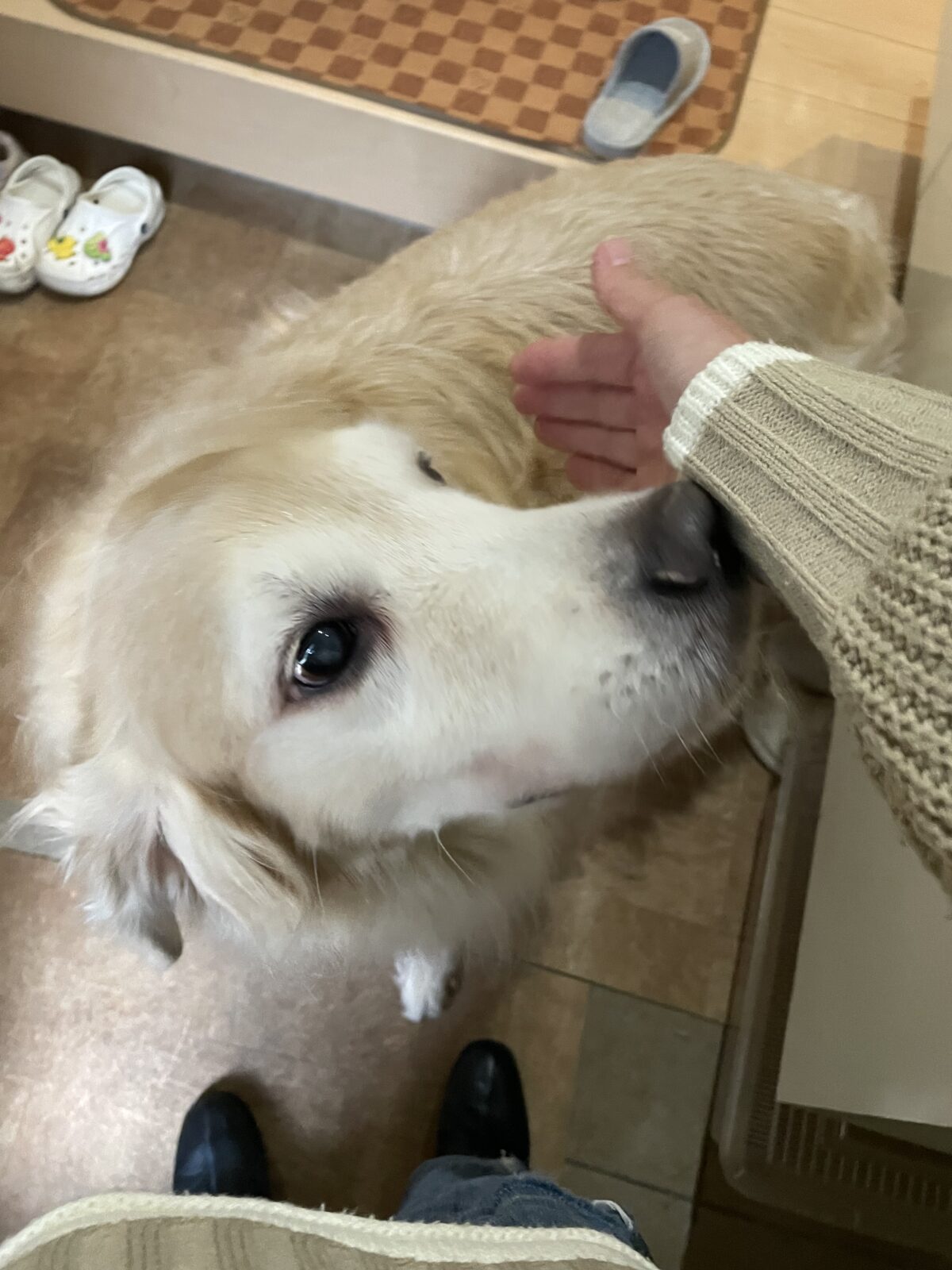 【八千代市】リーフくんのお世話報告