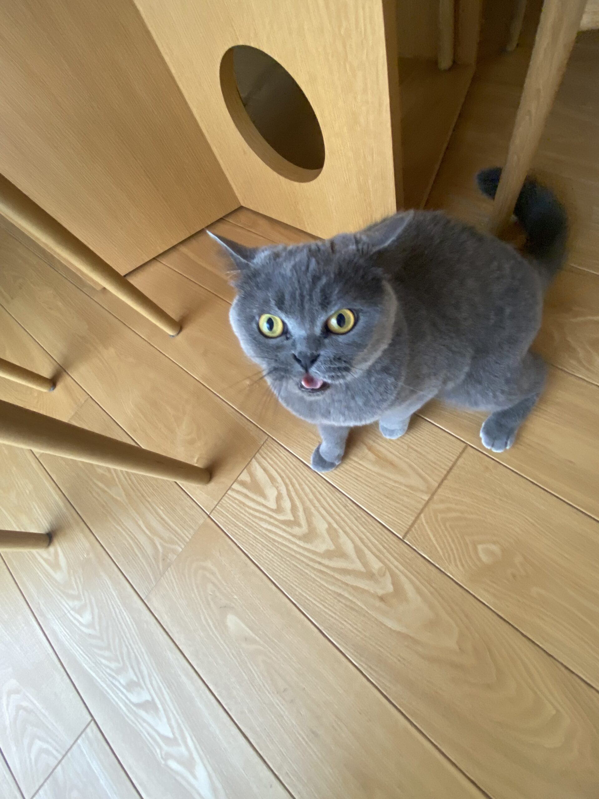 お世話日記 麻生区　はるちゃん