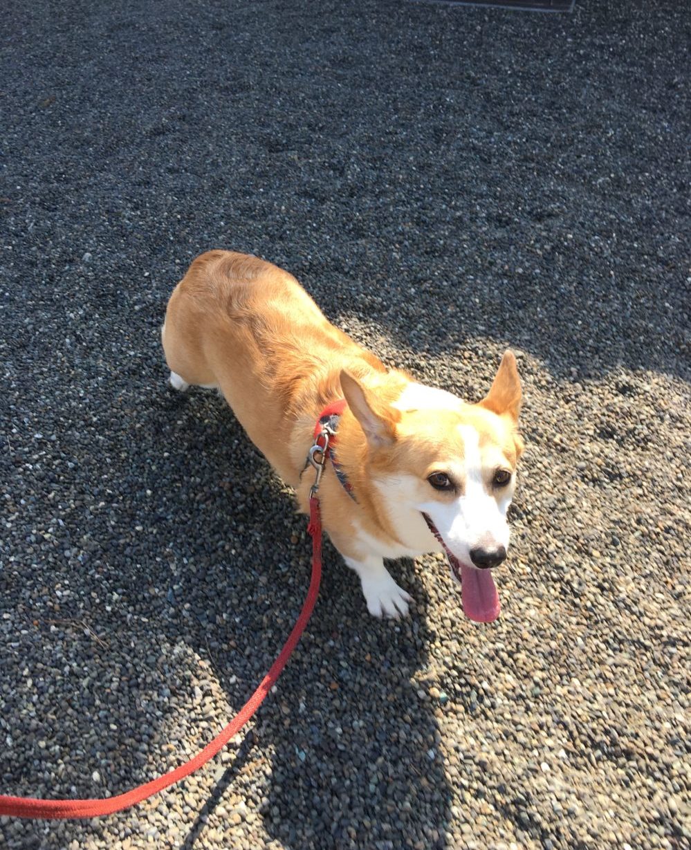 ベティちゃんのお散歩代行、小田原市