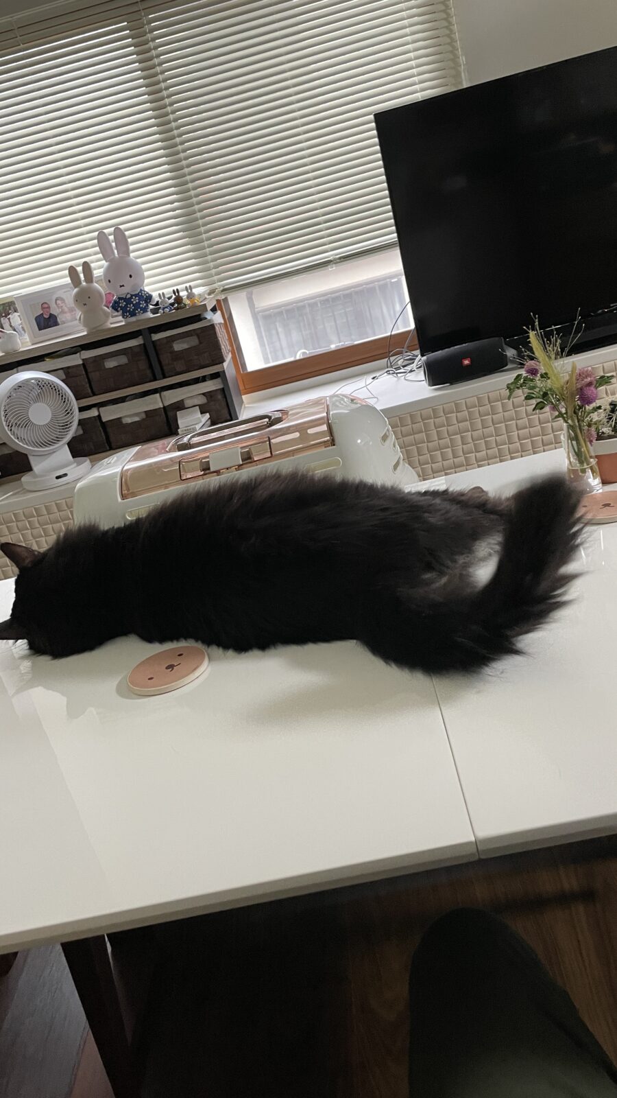 🐱かまって💞🐱