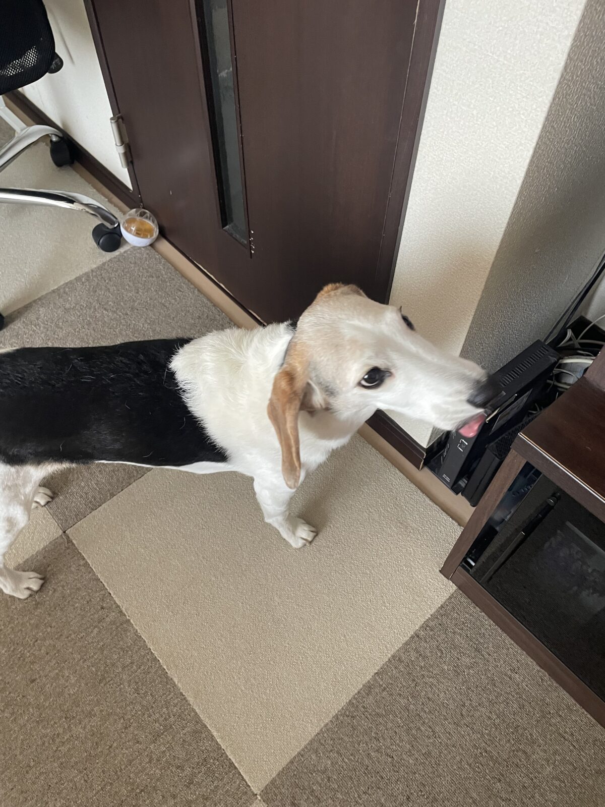 【船橋市・犬】かんきちくんの報告