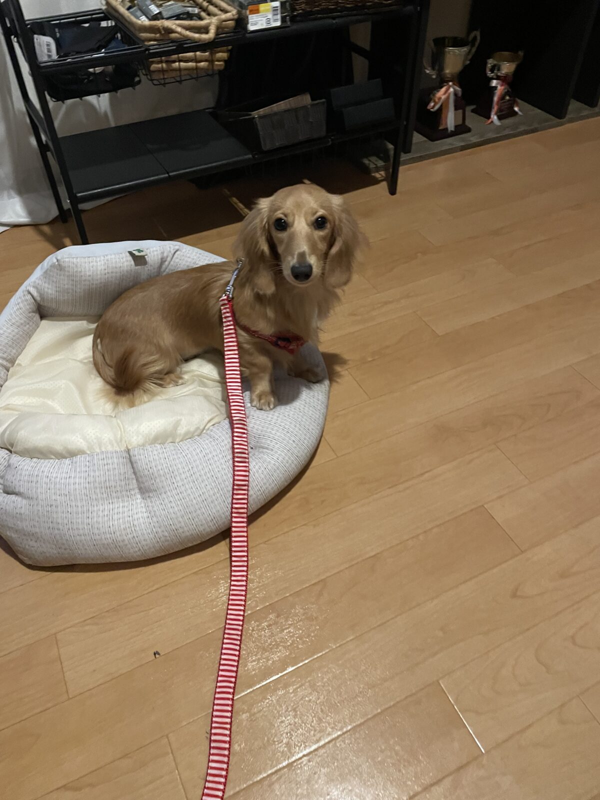 【八千代市】モネちゃんのお世話報告