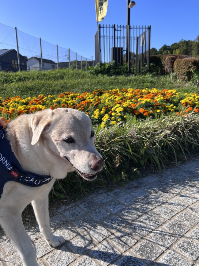 散歩代行　箕面市　ラブラドールレトリーバーのそらくん