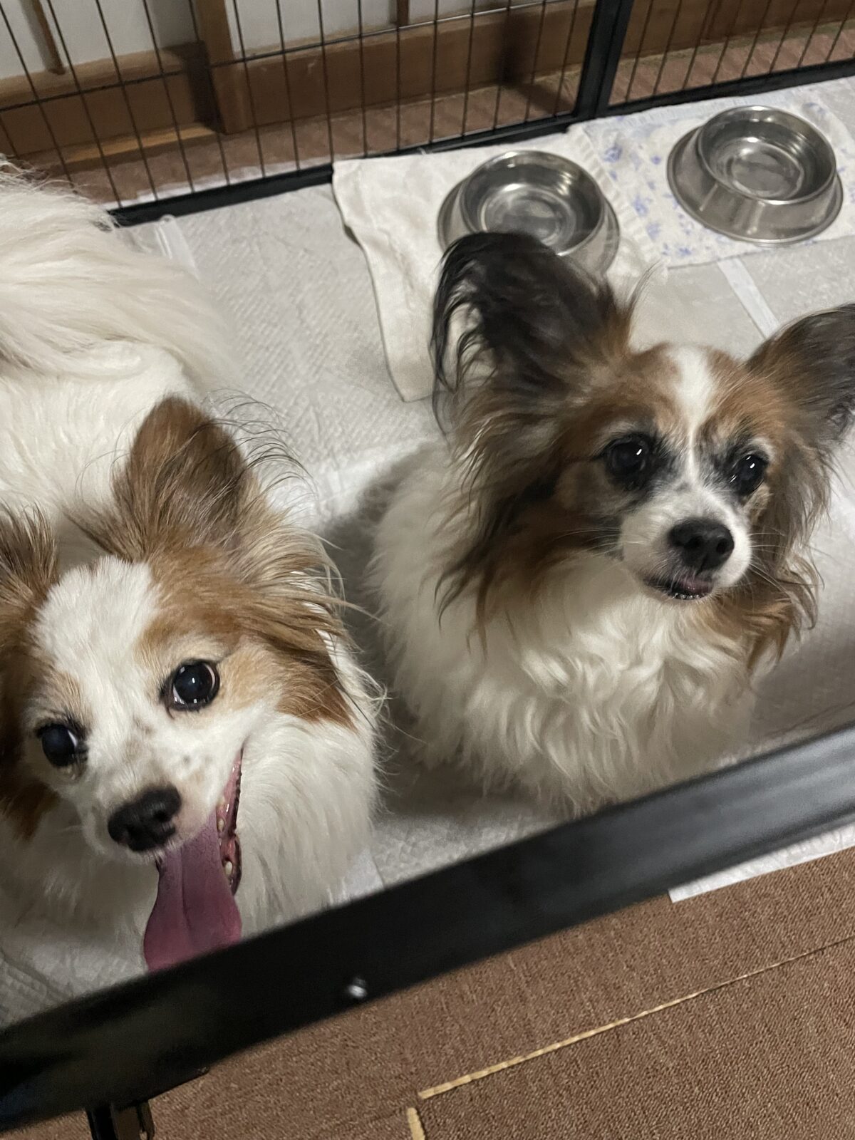 【船橋市・犬】ピン子ちゃん、パン太くんのお世話報告