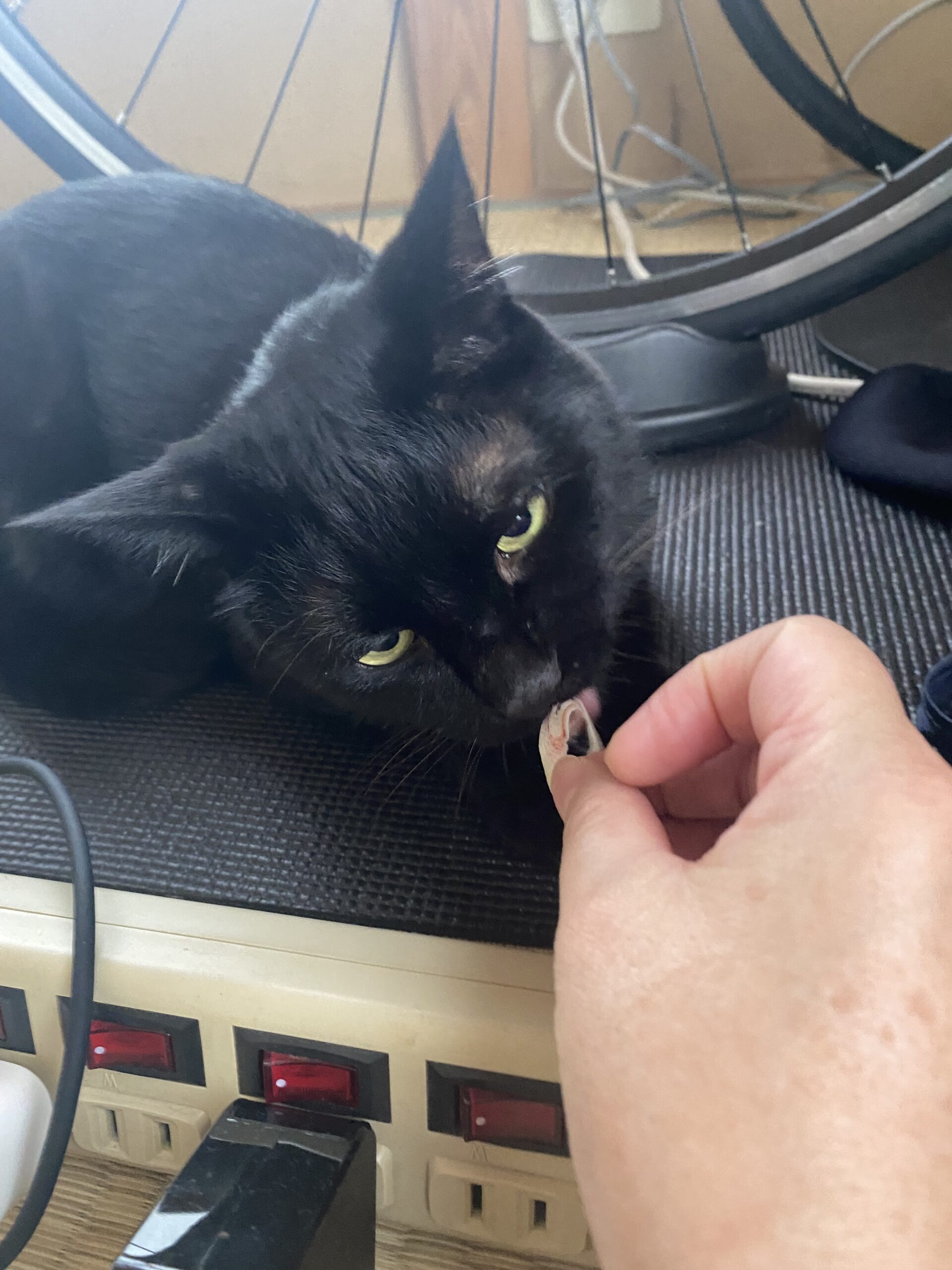 お世話日記 町田市　ポコくん