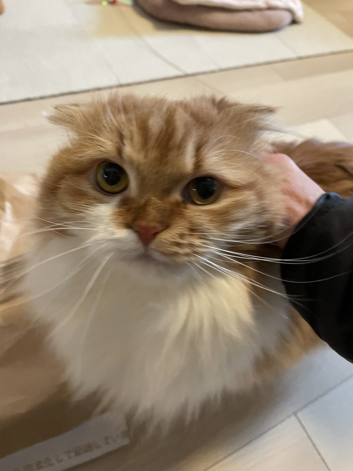 【船橋市】ミラちゃんのお世話報告