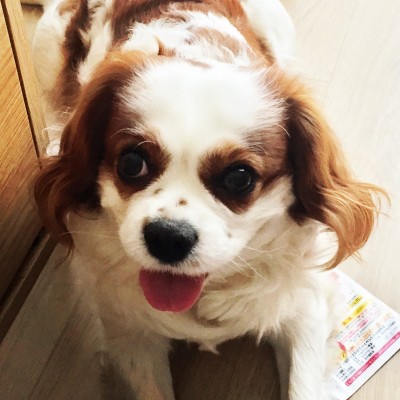 こんにちは〜🐶🐶🐶