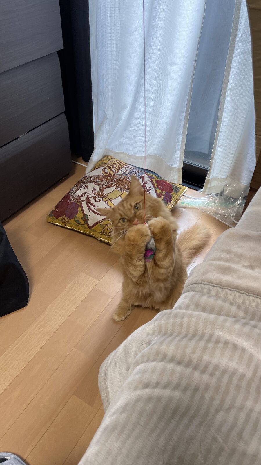 🐱Mixとマンチカン兄弟🐱