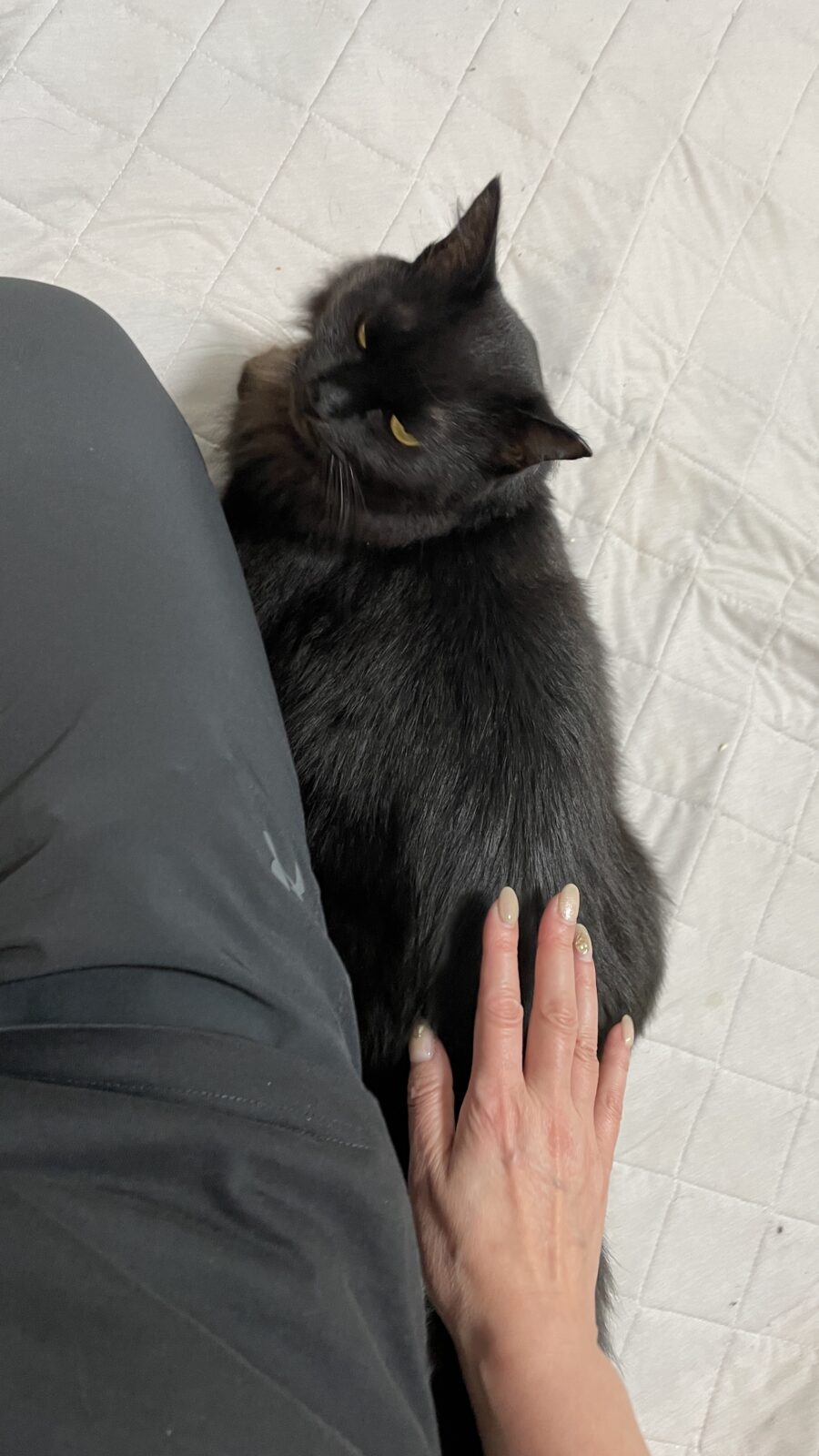 ペットシッター　箕面市　セキセイインコ　ぴーくん　ぴこくん　ぴぴちゃん