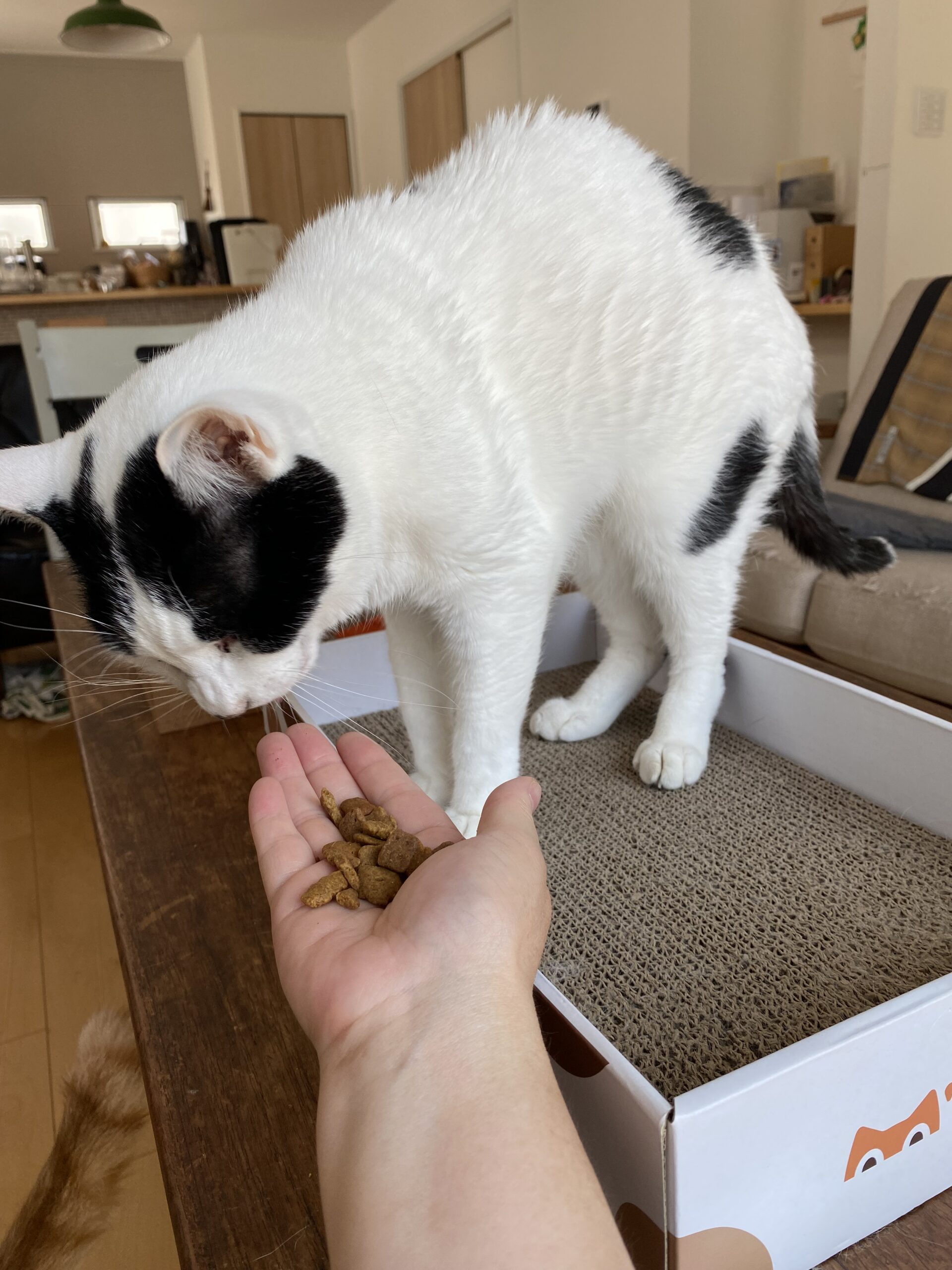 【習志野市】晴くん、天くんのお世話報告