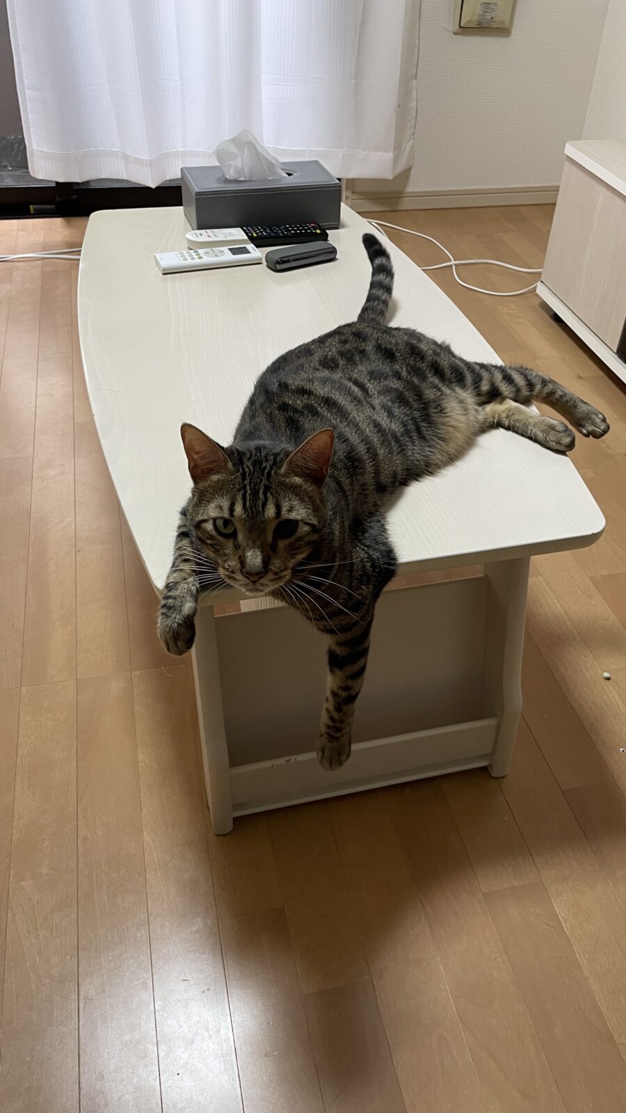 🐱オッドアイ🐱