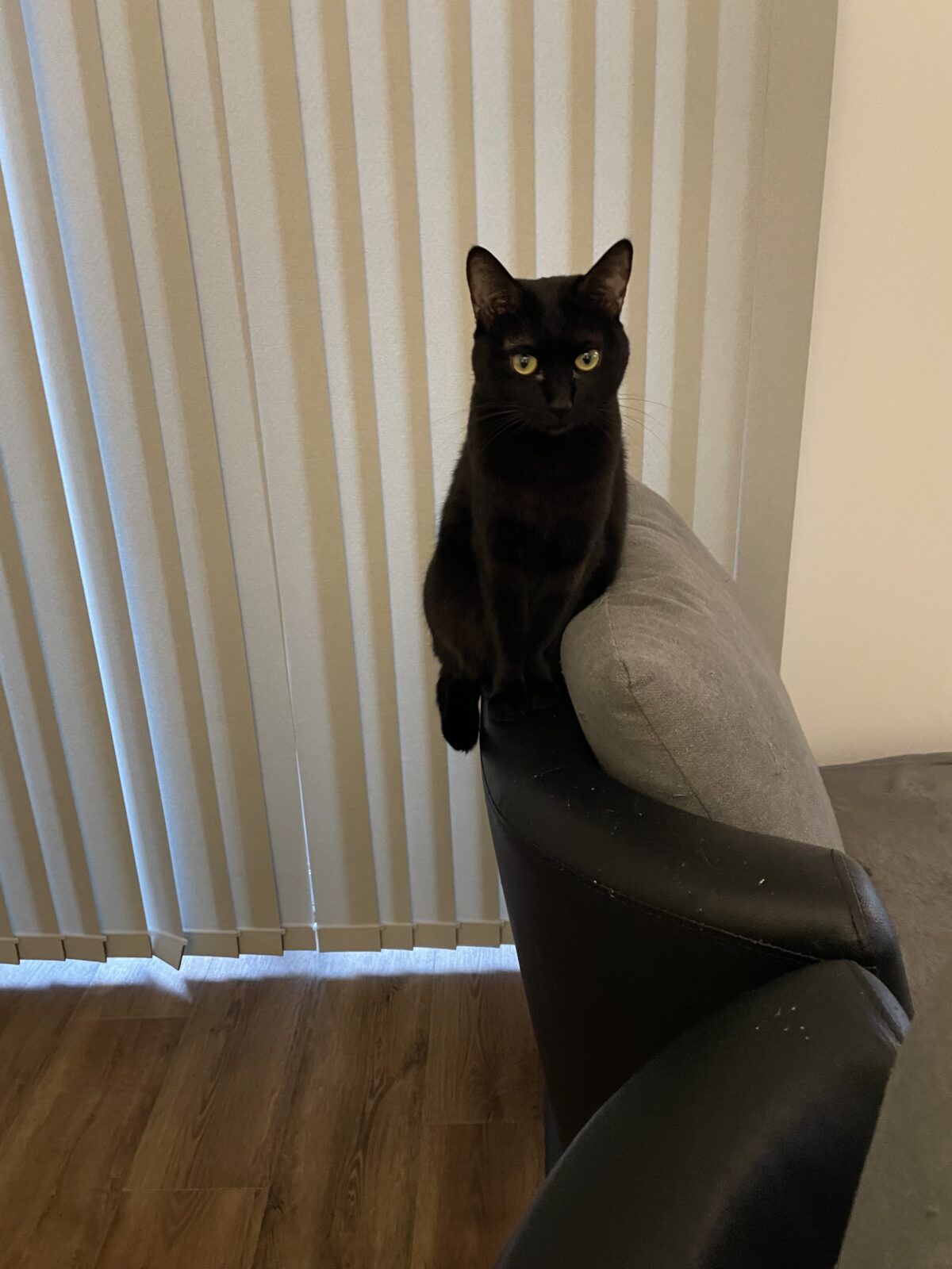 【船橋市】ヌウちゃん、ウニくん、マカロニくんのお世話報告