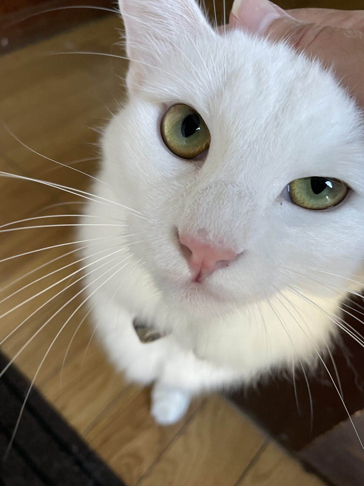 【習志野市】ミオくんとムーちゃんのお世話報告