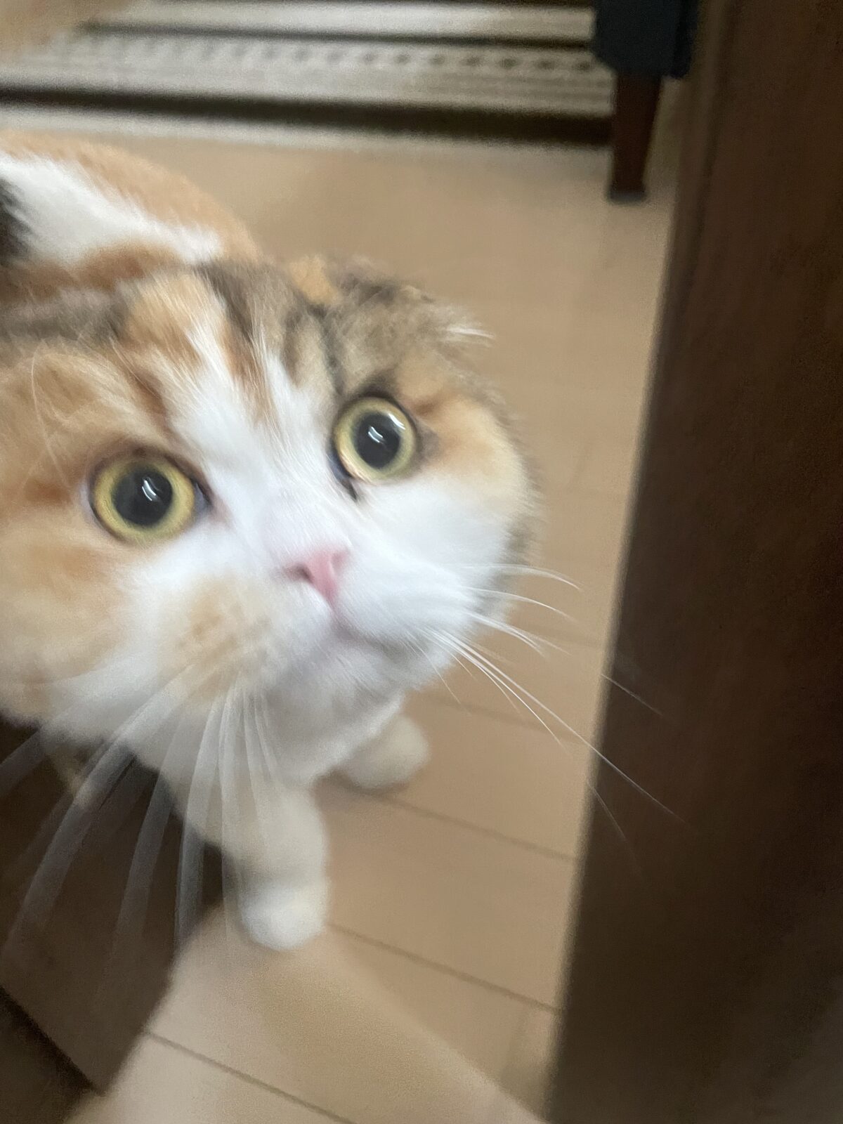 【習志野市・猫】つくしちゃんのお世話報告