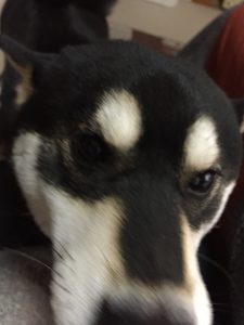 今日のクライアントさん🐕🐕🐕