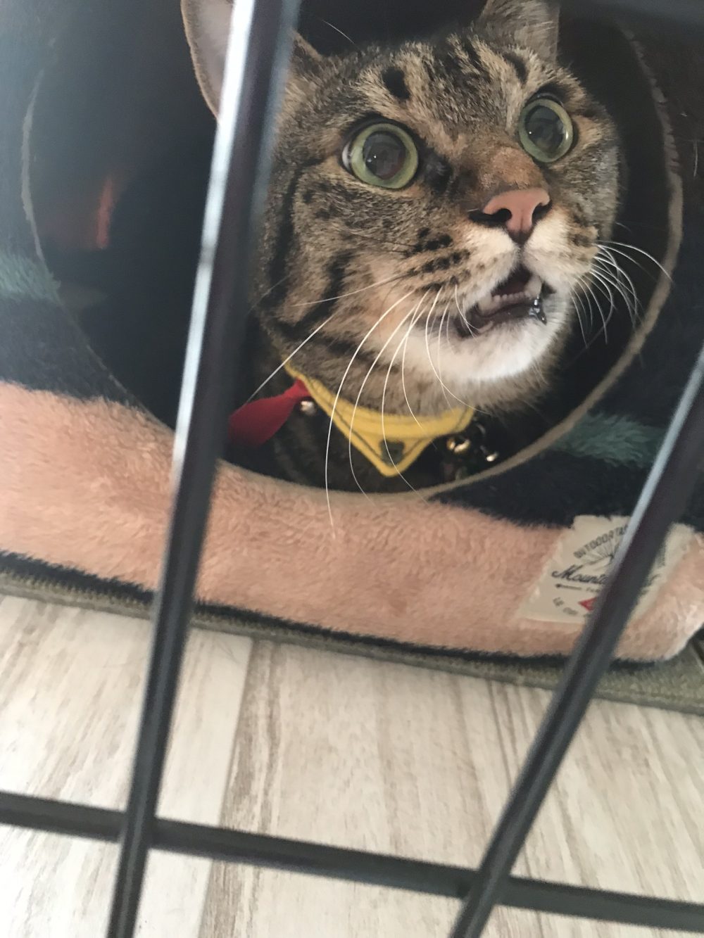 佐倉市のリピーターのたらちゃんです。