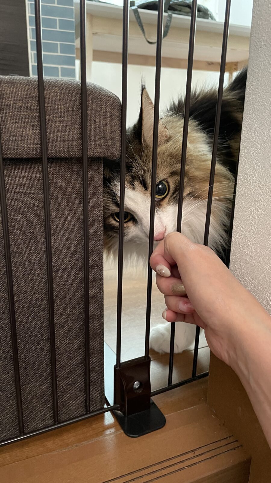 🐱かまちょ&シャー🐱