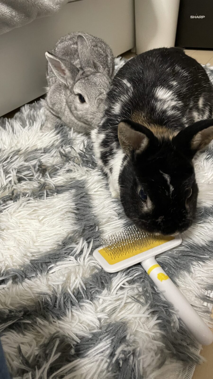 🐇初めましてのお友達