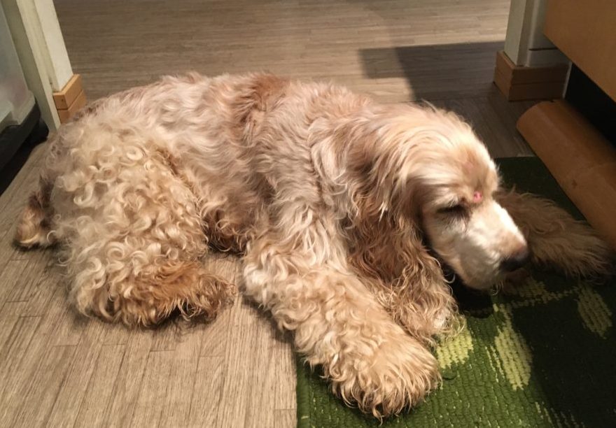 ポンちゃんのドッグシッター、小田原市