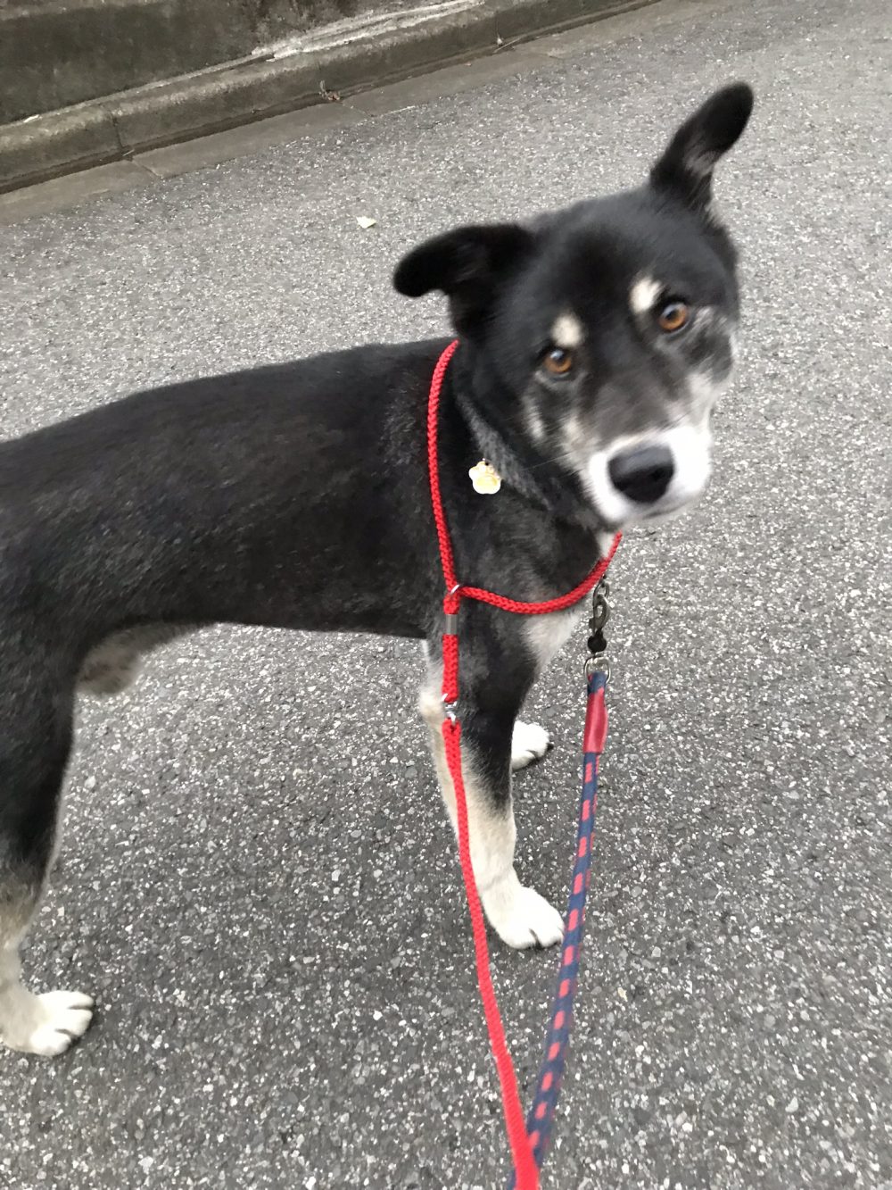 船橋市のちびちゃん　お散歩代行です。