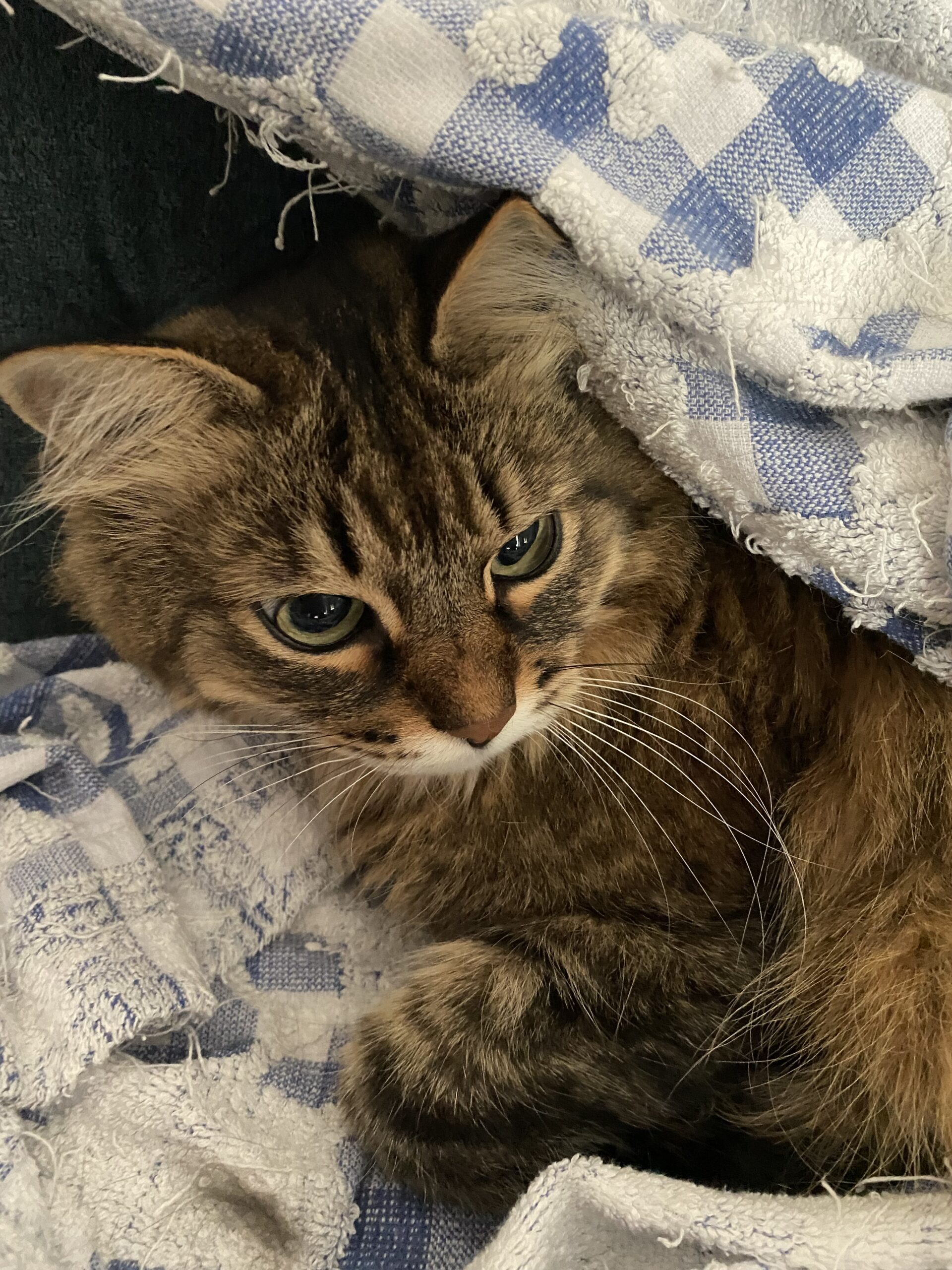 お世話日記 町田市 とのくん ひめちゃん