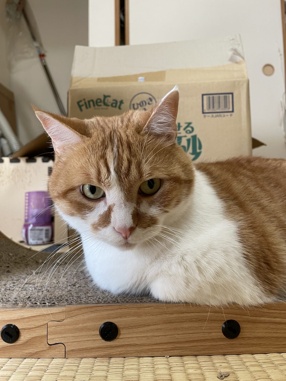 【船橋市】むさしくんのお世話報告