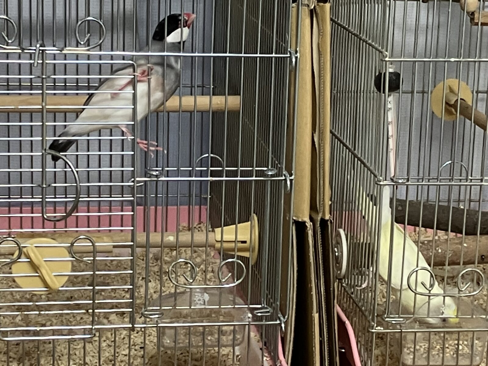 ペットシッター　豊中市　猫ちゃん　ラグドールのくう君　