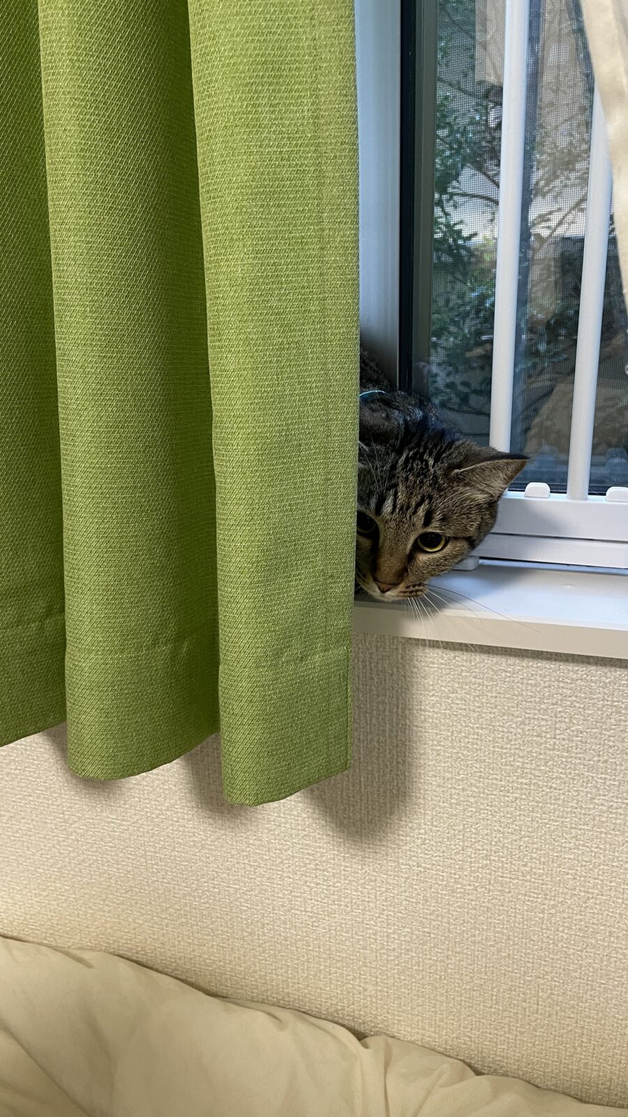 🐱初めましてのお友達🐱