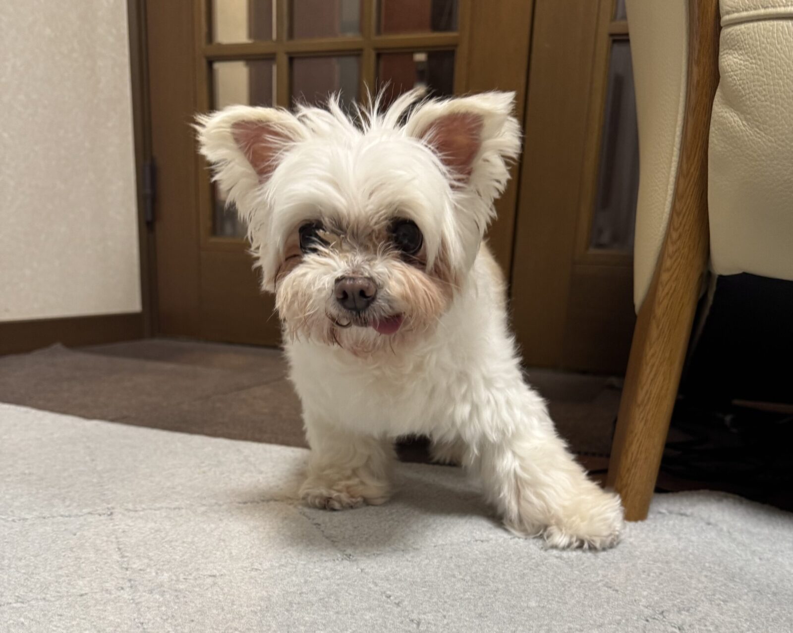 船橋市　ななこちゃんのお世話