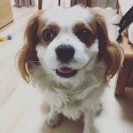 昨日のクライアントさん🐶