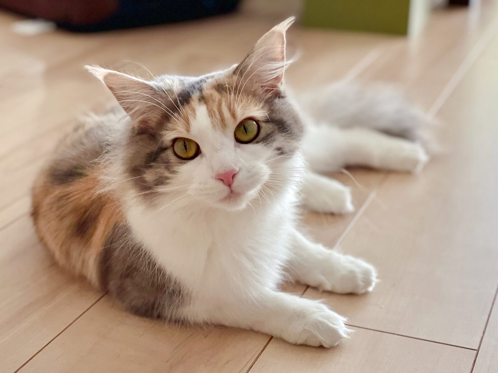 京都市 西京区 ノルウェージャンフォレストキャットちゃん