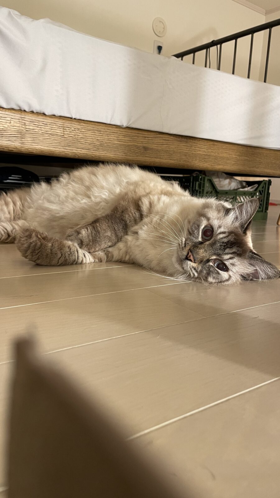 😺イケメンシニアニャンコ☺️