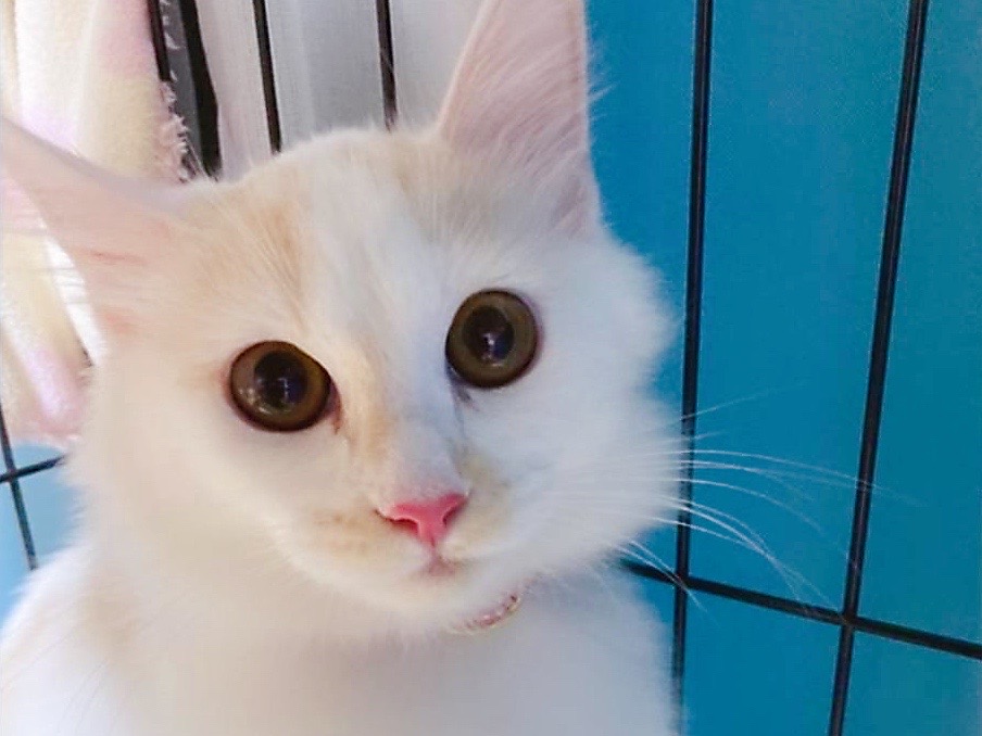 京都市 南区 白茶猫ちゃんとサバトラ猫ちゃん