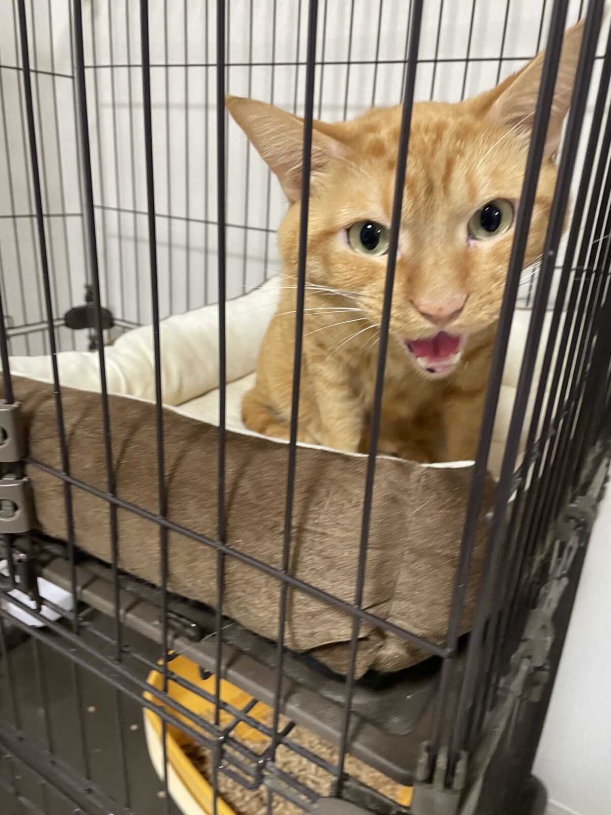 【船橋市】ニケくんのお世話報告